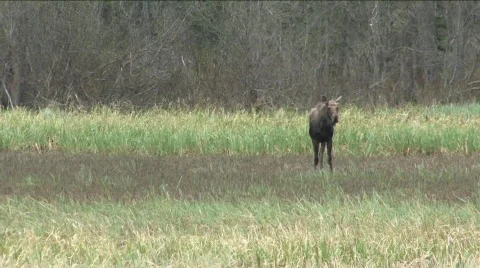 Moose in marsh Stock Footage 122881