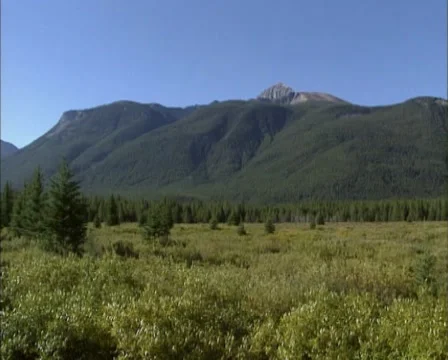 Moose Meadows with willow and dwarf birch + pan Bow valley in Rocky Mountains Stock Footage 40906771