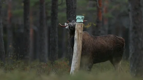 Moose at the mineral lick Stock Footage 105632137