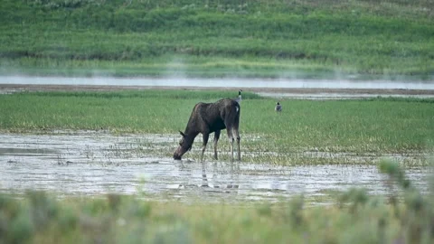Moose in a Misty Meadow Stock Footage 158192200