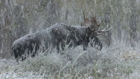 Moose On The Move In Snow Storm Video stock 82177220