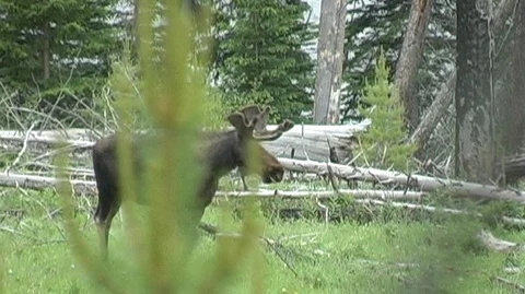 Moose Moving Through Deadfall in Yellowstone National Park Stock Footage 92968656