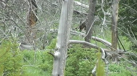 Moose Moving Through Deadfall in Yellowstone National Park Stock Footage 93333731