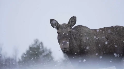 Moose in nature in lapland while snowing Stock Footage 129164990