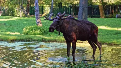 The moose or elk, Alces alces is the largest species in the deer family Stock Footage 330054935