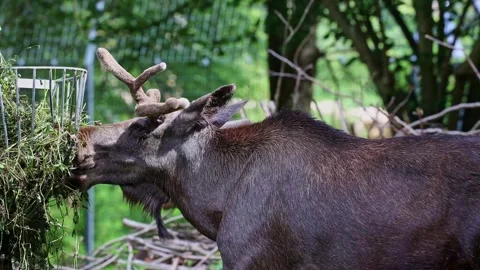 The moose or elk, Alces alces is the largest species in the deer family Stock Footage 332310944