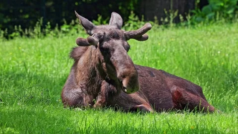 The moose or elk, Alces alces is the largest species in the deer family Stock Footage 332310947