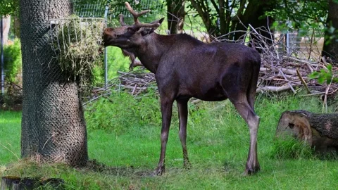 The moose or elk, Alces alces is the largest species in the deer family Stock Footage 332310956