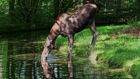 The moose or elk, Alces alces is the largest species in the deer family Stock Footage 332311036