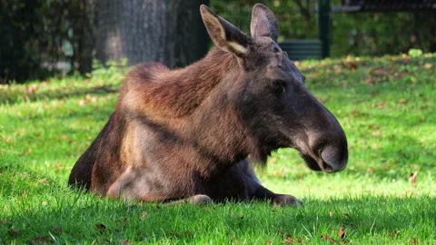 The moose or elk, Alces alces is the largest species in the deer family Stock Footage 332311049