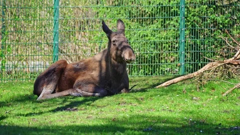 The moose or elk, Alces alces is the largest species in the deer family Stock Footage 334136423