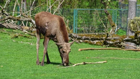 The moose or elk, Alces alces is the largest species in the deer family Stock Footage 334136435