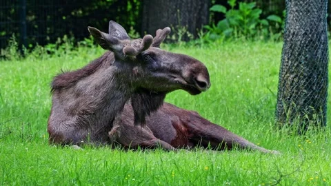 The moose or elk, Alces alces is the largest species in the deer family Stock Footage 334136441