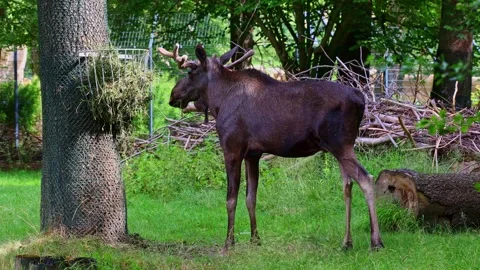 The moose or elk, Alces alces is the largest species in the deer family Stock Footage 334136476