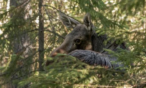 Moose or elk, Alces alces, female standing behind a spruce Stock Photos