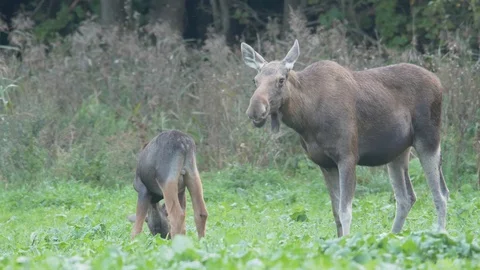 Moose or elk. Female with two calves. Wild animals in a forest glade. Stock Footage 115643602
