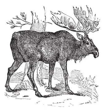 Moose or Eurasian Elk or Alces alces, vintage engraving Ilustración de archivo