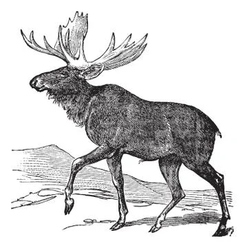 Moose or Eurasian Elk or Alces alces, vintage engraving Ilustración de archivo