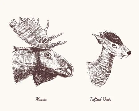 Moose or eurasian elk, tufted deer vector hand drawn illustration, engraved wild Ilustración de archivo
