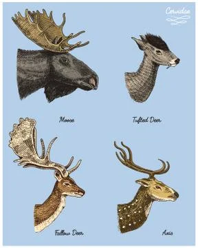 Moose or eurasian elk, tufted deer, roe or doe, axis vector hand drawn Stock Illustration