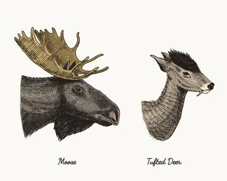 Moose or eurasian elk, tufted deer vector hand drawn illustration, engraved wild Stock Illustration