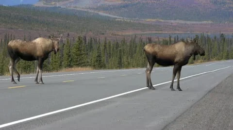 Moose Pair Crossing Road 库存影片 9054373