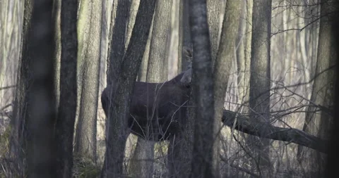 Moose peeking out from behind a tree, 4K slomo Stock Footage 172588562