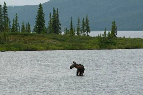 Moose Foto stock
