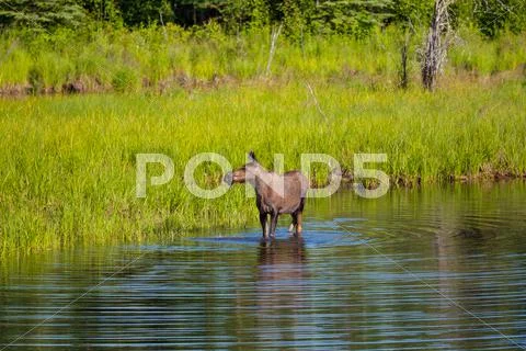 Moose Stock Photos