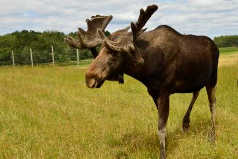 Moose Stock Photos