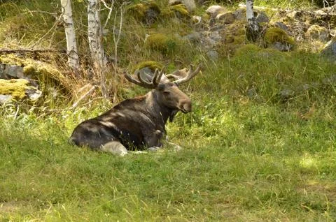 Moose Stock Photos