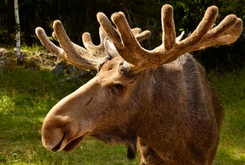 Moose Stock Photos