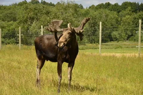Moose Stock Photos