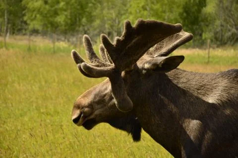 Moose Stock Photos