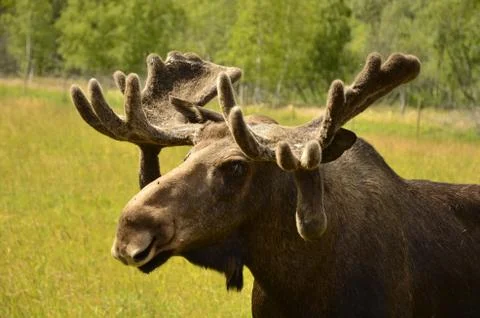 Moose Stock Photos