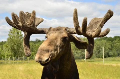 Moose Stock Photos