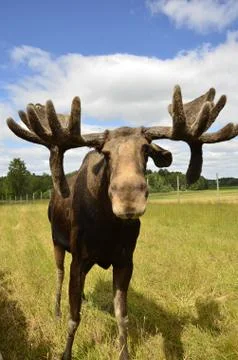 Moose Stock Photos