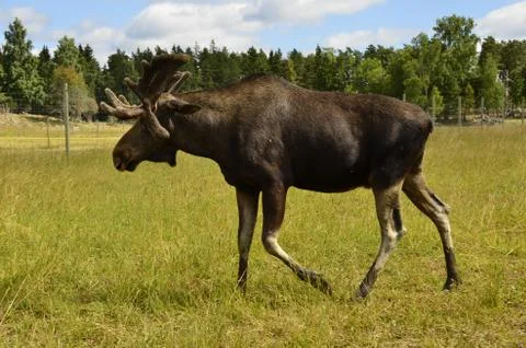 Moose Stock Photos