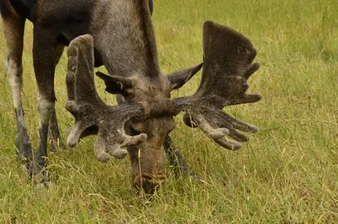 Moose Stock Photos