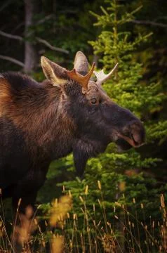 The Moose Stock Photos