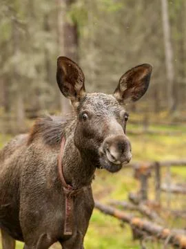 Moose Stock Photos