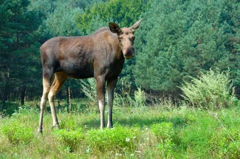 Moose Stock-Fotos