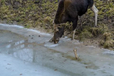 Moose Stock Photos