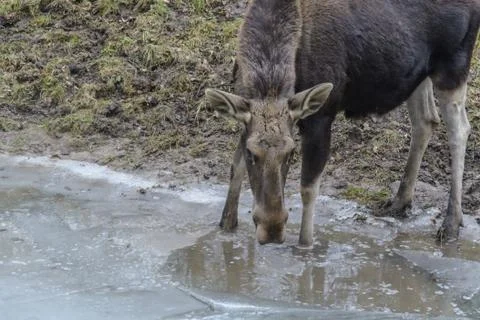 Moose Stock Photos