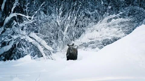 The Moose Fotos de archivo