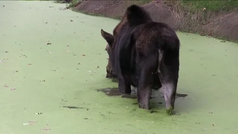 Moose in pond   close Stock Footage 73081055