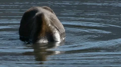 Moose In Pond Eating 스톡 동영상 9053195