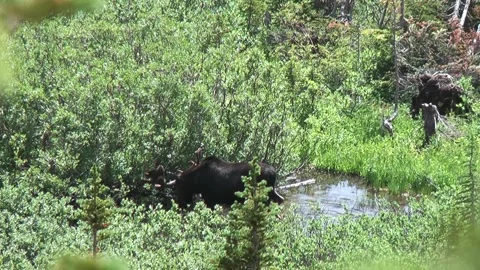 Moose in a pond Stock Footage 310491097