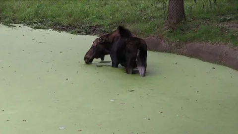 Moose in pond   wide Stock Footage 73081733