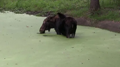Moose in pond zoom in Stock Footage 73329409